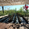 Harvest Gold Crabapple Tree – 4–6 Feet Tall Live Malus Fruiting Tree