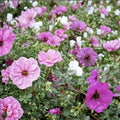 Subcaulescens Geranium Seeds – 25+ Flower Seeds for Vibrant Garden Blooms | Easy to Grow Perennial