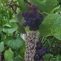 Saturn Blue Seedless Grape Vine Live Plant | 3 Gallon | Self-Fertile Seedless Grapes