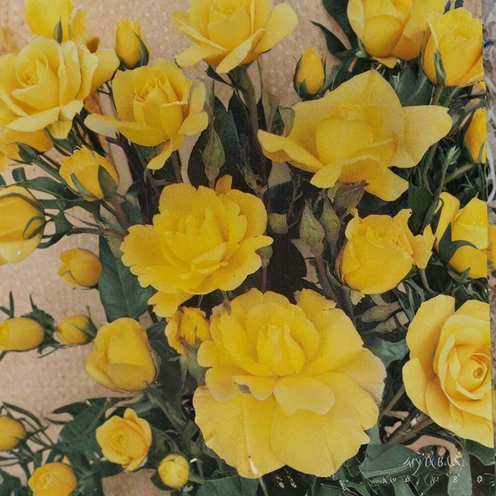 Climbing Golden Shower Rose - Rosa Live Plant | 3 Gallon Daffodil Yellow Climbing Rose