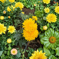 Golden Crown Chrysanthemum – Japanese Mum Live Plant | Large Yellow Flower Perennial