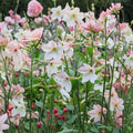 Aztec Nicotiana Seeds | 200 Nicotiana alata Seeds | Jasmine Scented Night Flowers