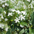 Star Jasmine Live Plant – Confederate Jasmine 4" Pot | Fragrant Evergreen Climbing Vine & Groundcover