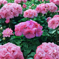 Saturn Deep Salmon Geranium Seeds – 15 Film Coated Zonal Geranium Seeds for Patio & Garden