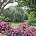 Weeping Willow Tree Live Plant – 2–3 Ft Bare Root Salix babylonica Shade & Ornamental Tree for Outdoors