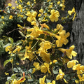 Carolina Jasmine Plant Set of 7 – Gelsemium sempervirens Live Bare Root Vines with Yellow Flowers