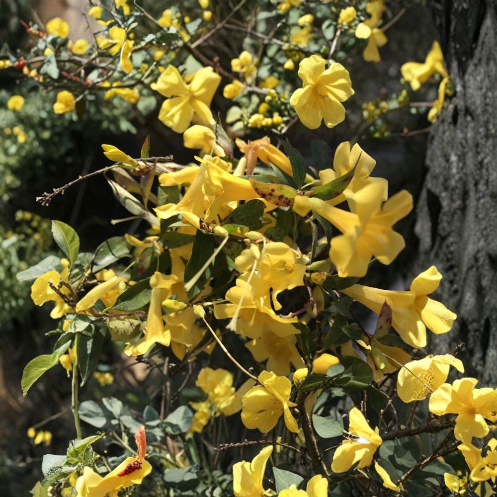 Carolina Jasmine Plant Set of 7 – Gelsemium sempervirens Live Bare Root Vines with Yellow Flowers