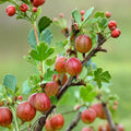 Jahns Prairie Gooseberry Live Rooted Plant | Cold Hardy Self-Pollinating Berry Shrub Zones 3-8