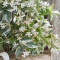 Variegated Confederate Jasmine – Trachelospermum jasminoides Live Starter Plant | Fragrant Climbing Vine