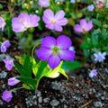 Oregon Geranium Seeds – Geranium oreganum Cranesbill | 10 Seeds | Purple Native Wildflower | Shade Garden Friendly