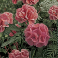 Maverick Salmon Geranium Seeds - 100 Pelargonium Seeds for Containers & Gardens