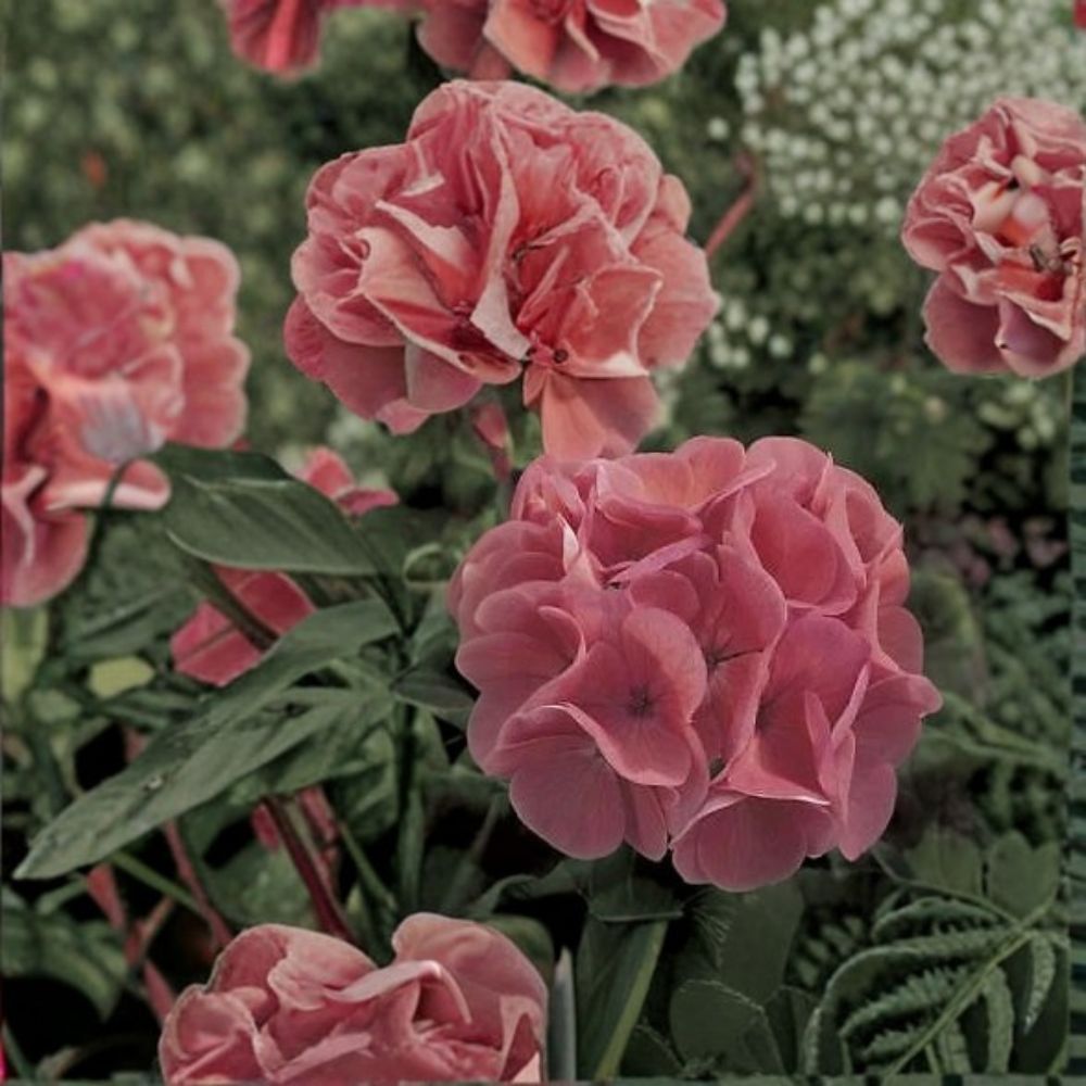 Maverick Salmon Geranium Seeds - 100 Pelargonium Seeds for Containers & Gardens