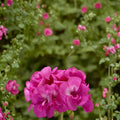 Calliope Hot Pink Geranium Seeds – 25+ Premium Pelargonium Seeds for Vibrant Pink Blooms