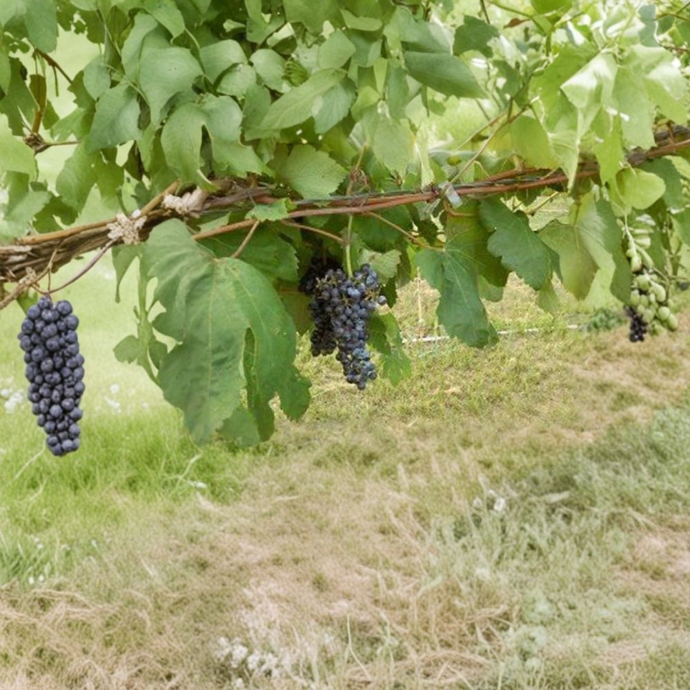 Black Manukka Seedless Grape Vine – Vitis vinifera Live Plant | 2 Gallon | Self-Fertile Seedless Grapes