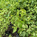 Variegated Honeysuckle Vine – Lonicera japonica ‘Mint Crisp’ Live Plant | Fragrant Climbing Vine with Cream & Green Foliage