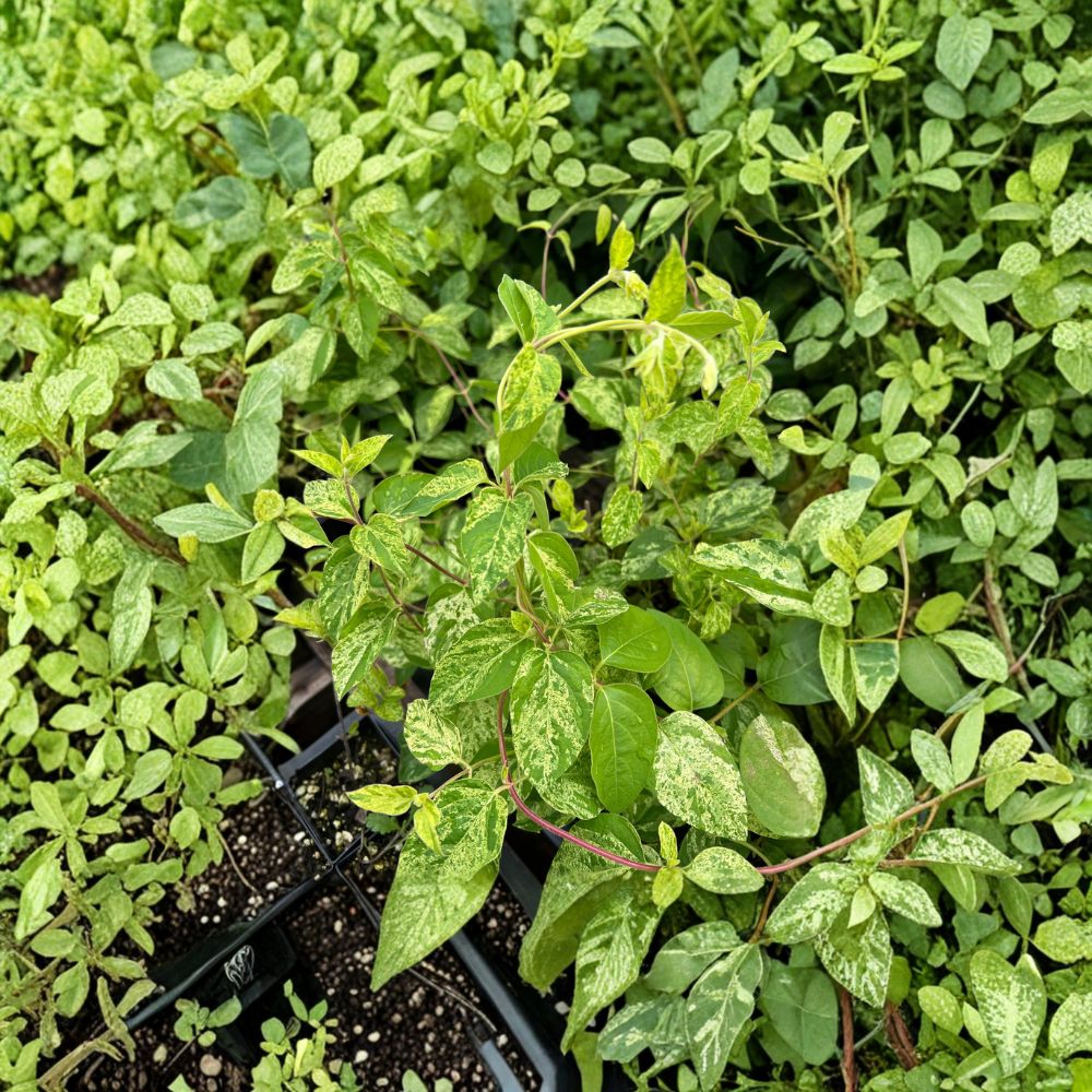 Variegated Honeysuckle Vine – Lonicera japonica ‘Mint Crisp’ Live Plant | Fragrant Climbing Vine with Cream & Green Foliage