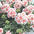 Pink & White Geranium Seeds – 10 Hanging Basket Perennial Pelargonium Seeds