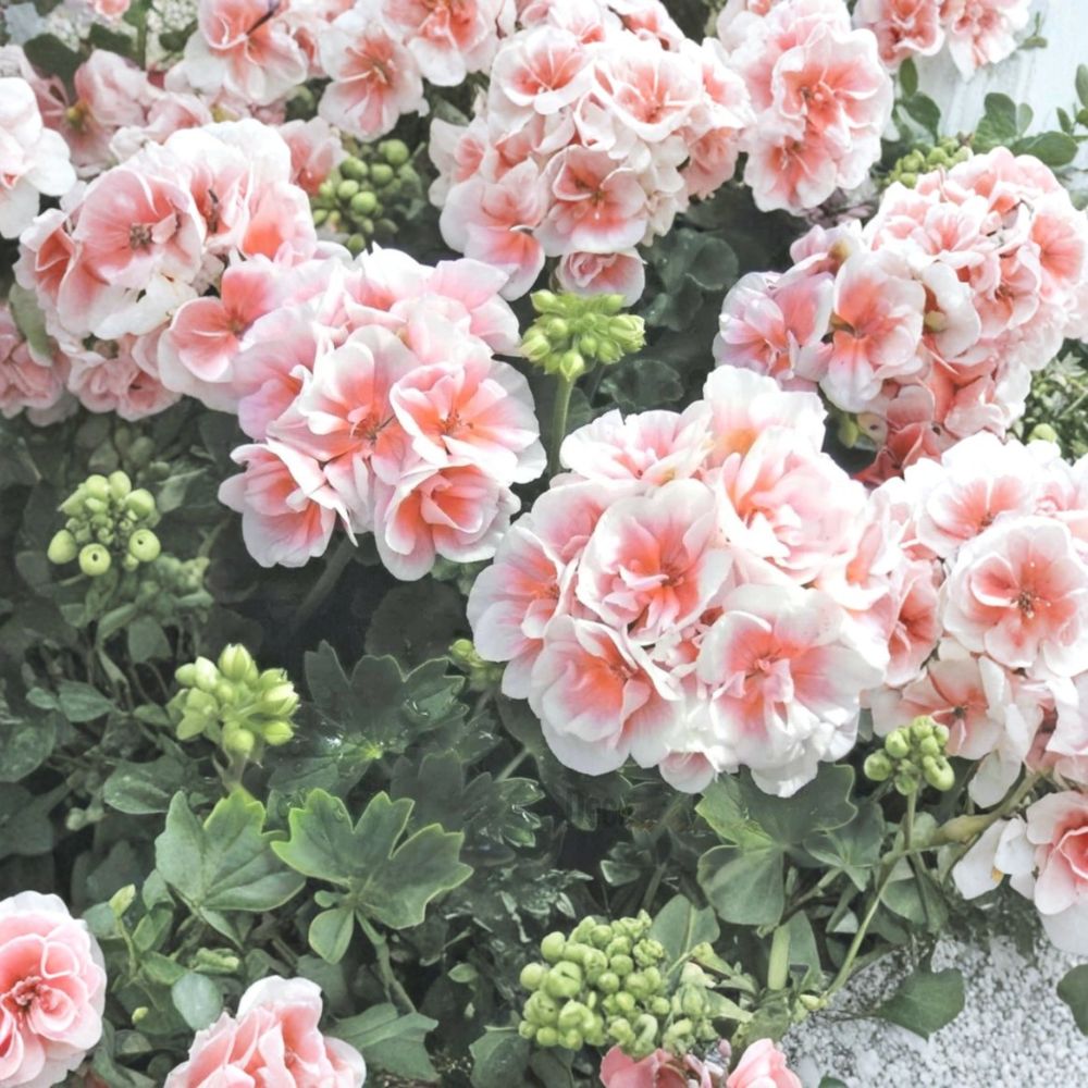 Pink & White Geranium Seeds – 10 Hanging Basket Perennial Pelargonium Seeds