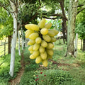 Gold Finger Grape Plant – Vitis vinifera | Premium Japanese Sweet Table Grape Vine