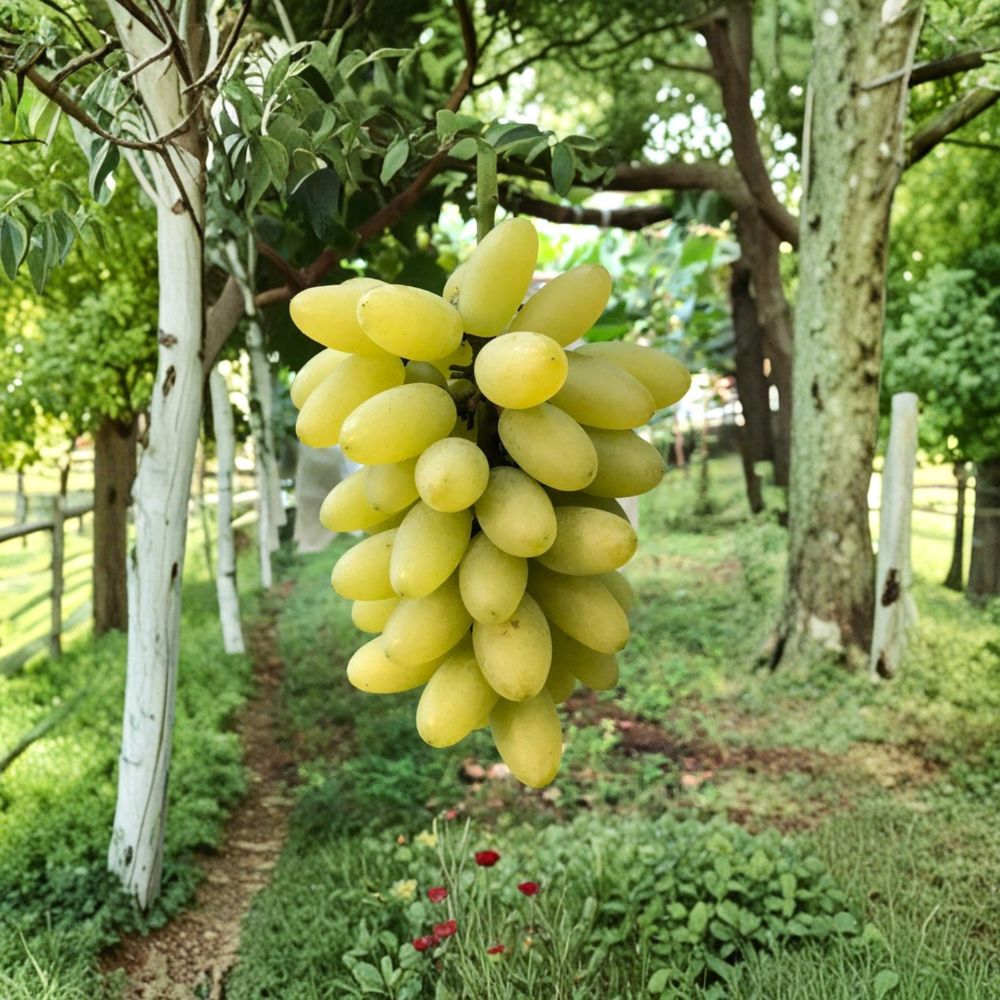 Gold Finger Grape Plant – Vitis vinifera | Premium Japanese Sweet Table Grape Vine