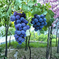 Kyoho Grape Cuttings – 6 Pack | Japanese Giant Purple Table Grapes | Sweet Muscat Flavor | US Seller
