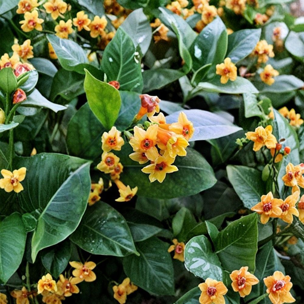 Orange Jasmine Live Plant – Cestrum aurantiacum 6–12 Inch Starter | Tropical Flowering Shrub