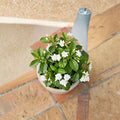 Crape Jasmine Live Plant – Tabernaemontana divaricata 4 Inch Pot | Fragrant White Flowers | Indoor Outdoor Tropical Shrub