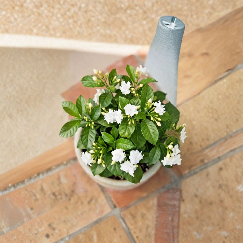 Crape Jasmine Live Plant – Tabernaemontana divaricata 4 Inch Pot | Fragrant White Flowers | Indoor Outdoor Tropical Shrub
