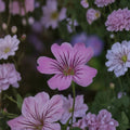 Geranium gracile Seeds – Hardy Pink Cranesbill Perennial Flowers