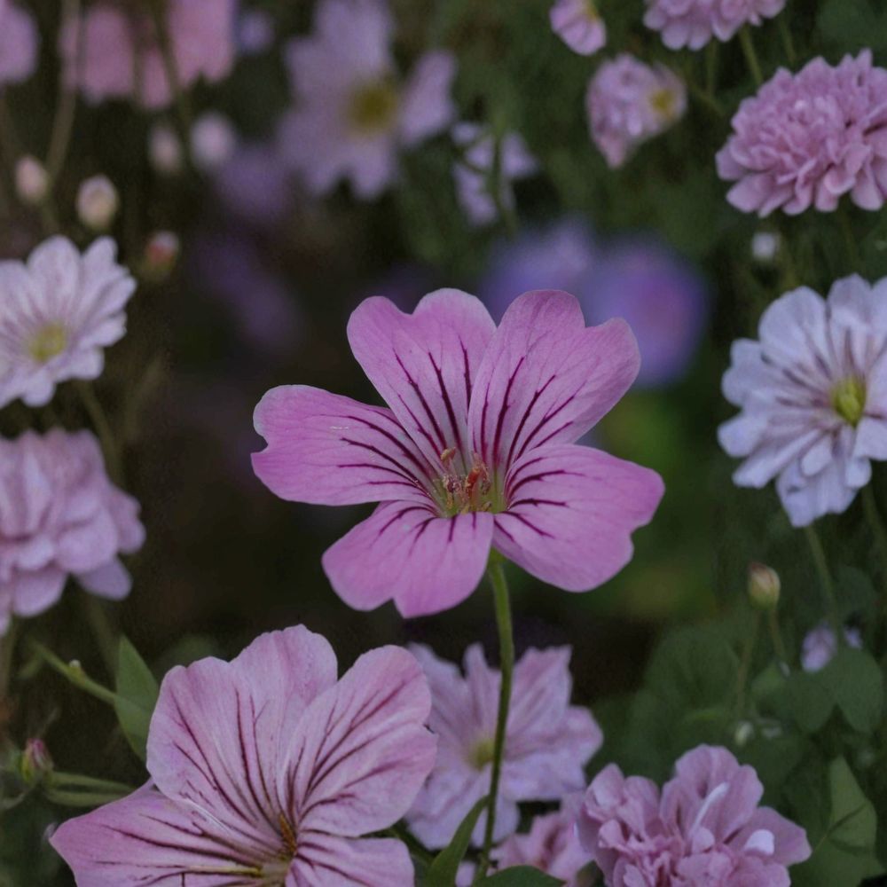 Geranium gracile Seeds – Hardy Pink Cranesbill Perennial Flowers