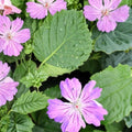 Hexham Feathers Geranium Seeds – 25+ Premium Pelargonium Flower Seeds for Colorful Garden Blooms