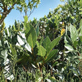 Sweet Bay Laurel Cuttings – 10 Fresh 6–8 Inch Unrooted Herb Tree Propagation Plants Laurus nobilis