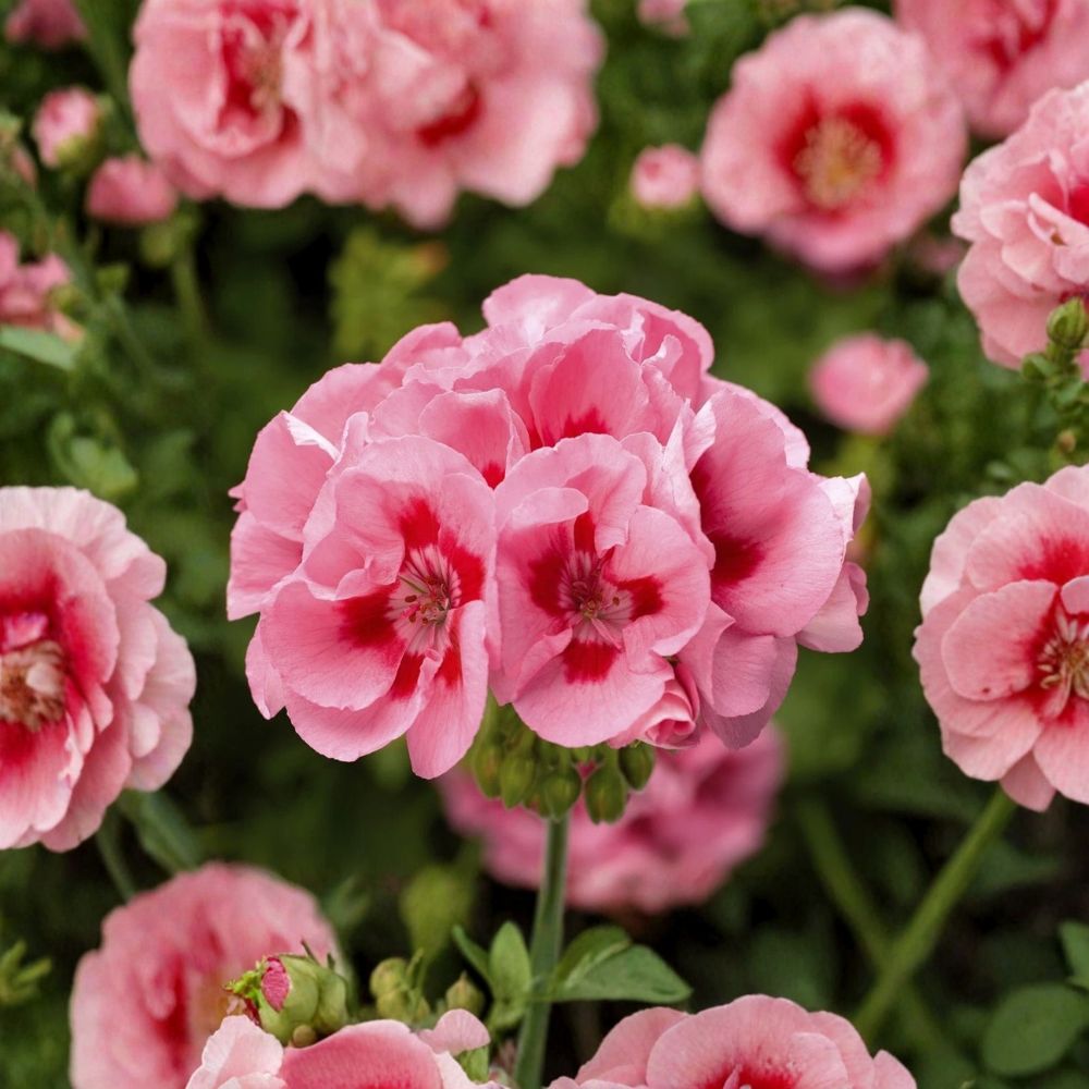 Pink Flame Geranium Starter Plant – Live Pelargonium with Bright Pink Flowers