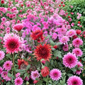 Autumn Ruby Chrysanthemum Plants – 2 Pack Live Mums with Deep Red 4–6 Inch Blooms | Cold Hardy Perennial