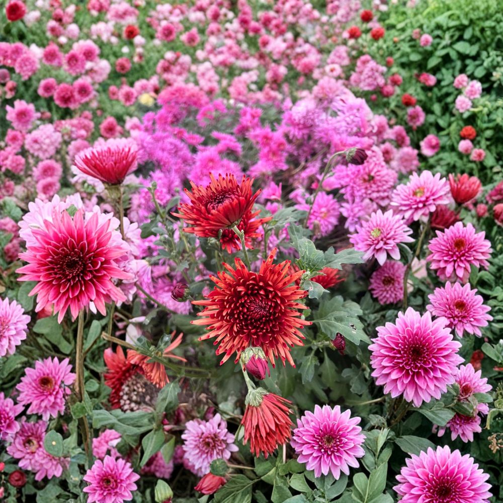 Autumn Ruby Chrysanthemum Plants – 2 Pack Live Mums with Deep Red 4–6 Inch Blooms | Cold Hardy Perennial