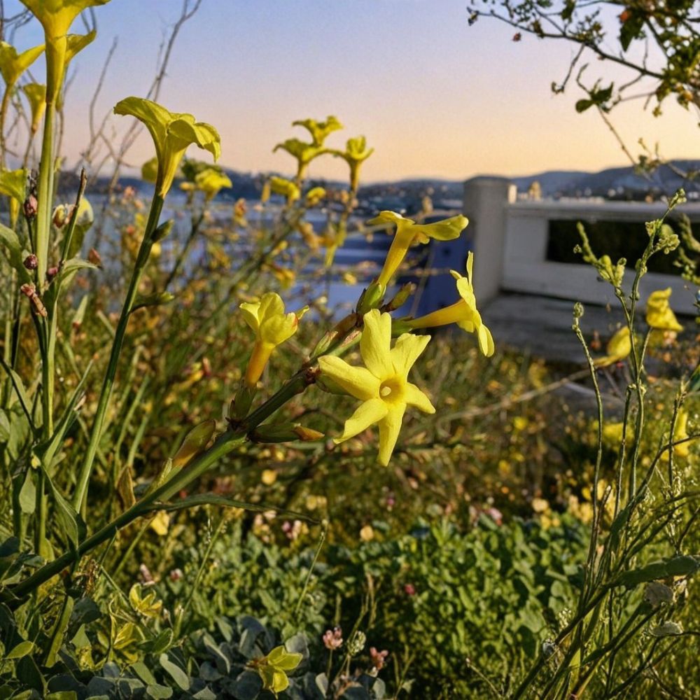 Winter Jasmine Live Plant – Jasminum nudiflorum Rooted Cutting with Yellow Early Spring Flowers