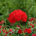 Horizon Red Geranium Seeds – 15 F1 Hybrid Compact Red Zonal Geranium Seeds for Patio & Containers