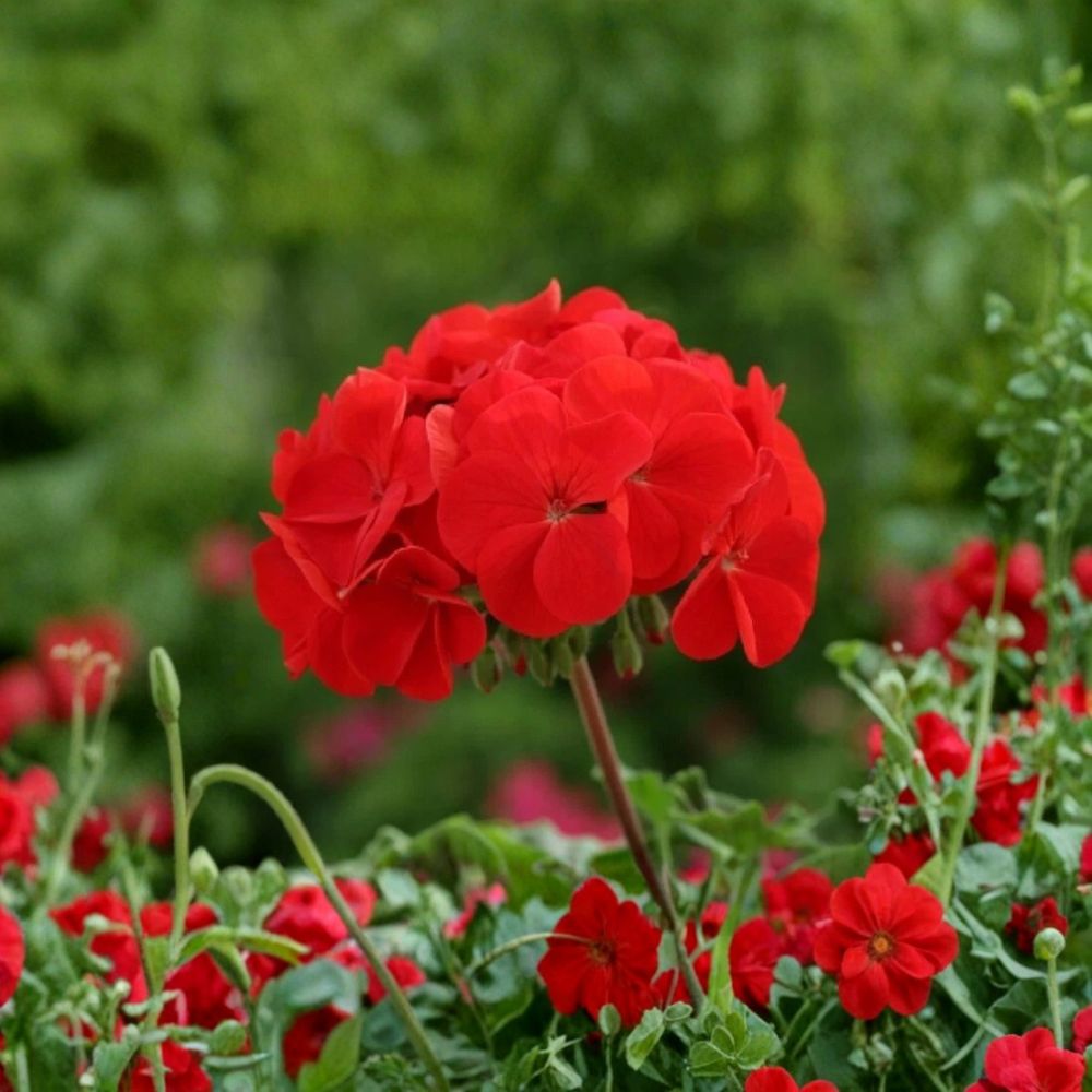 Horizon Red Geranium Seeds – 15 F1 Hybrid Compact Red Zonal Geranium Seeds for Patio & Containers