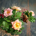 Jacob's Robe Climbing Rose – 2 Gallon Live Plant with Large Double Yellow Pink Red Blooms