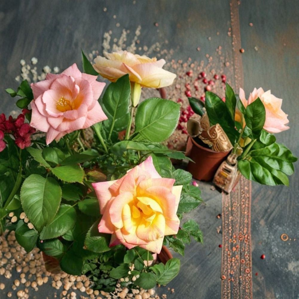 Jacob's Robe Climbing Rose – 2 Gallon Live Plant with Large Double Yellow Pink Red Blooms