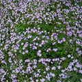 Wild Geranium Bare Roots – Geranium maculatum Native Woodland Perennial | 5 Bare Roots Included