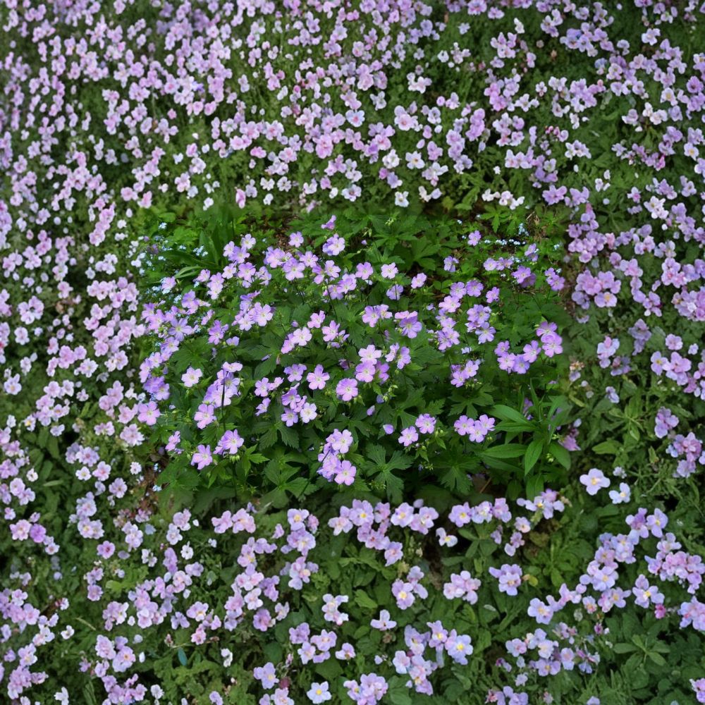 Wild Geranium Bare Roots – Geranium maculatum Native Woodland Perennial | 5 Bare Roots Included