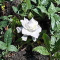 Gardenia Plant Set of 2 – Gardenia jasminoides Live Starter | 6 Inch Tall Rooted Cuttings | White Fragrant Cape Jasmine
