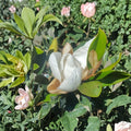 Southern Magnolia Tree - Magnolia grandiflora Evergreen Flowering Tree 4-5 Feet Tall 5 Gallon