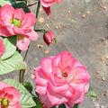 Nichole Everblooming Floribunda Rose – 3 Gallon Live Rose Bush with White Pink Blooms