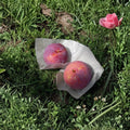 Kiyo Japanese Plum Tree – Prunus salicina Live Plant | 3 Ft Potted Large Sweet Red Plum