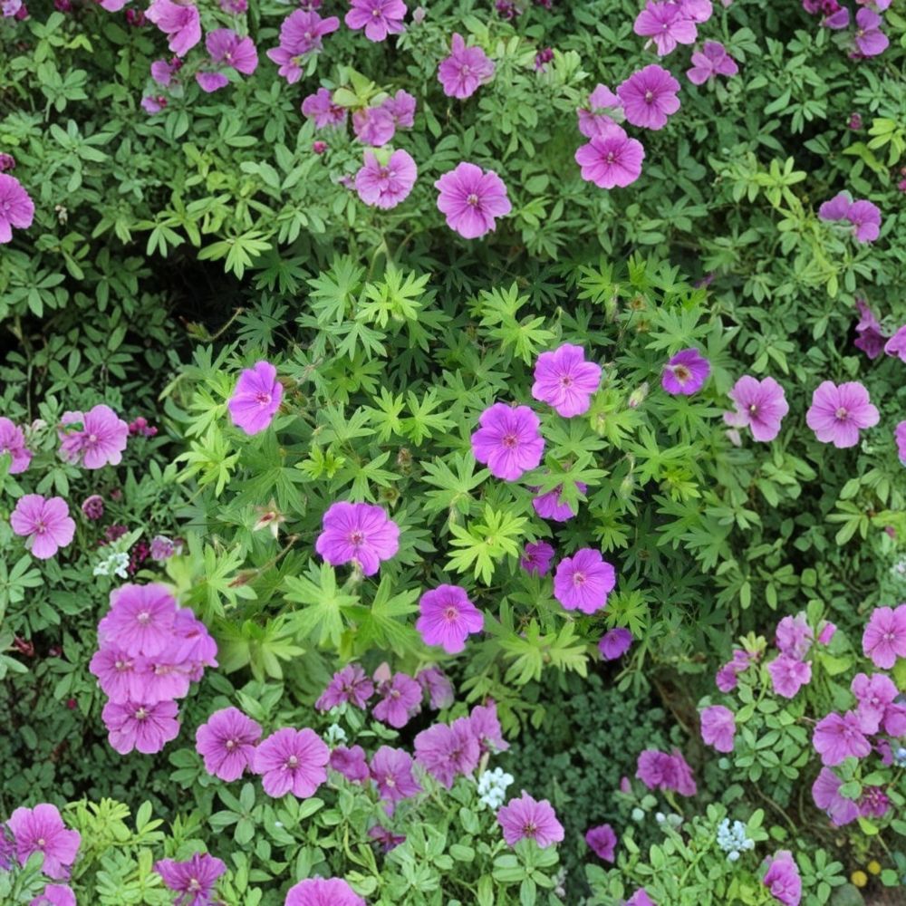 Wild Cranesbill Geranium Bare Roots – 10 Organic Geranium Maculatum Plants for Shade Gardens