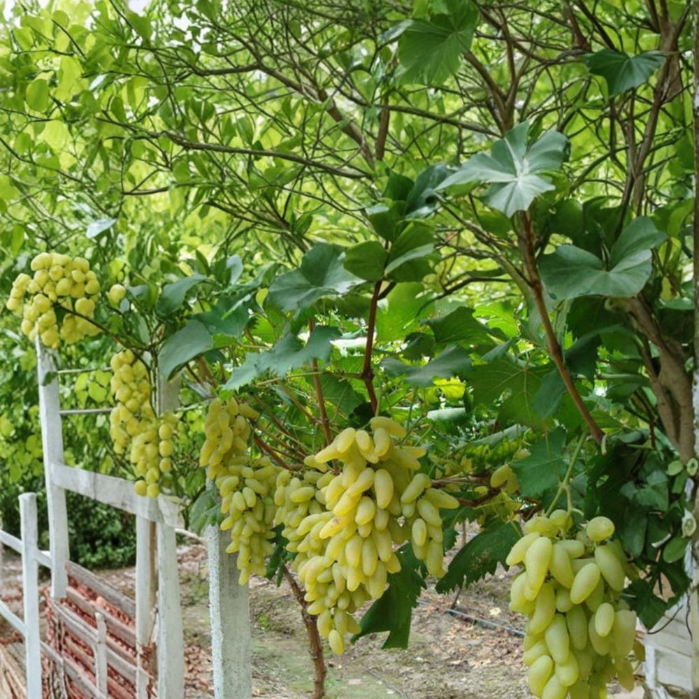 Gold Finger Grape Cuttings – Vitis vinifera (5 PCS) | Sweet Japanese Table Grape Propagation Kit
