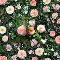 Apricot Drift Rose Live Plant | 3 Gallon Disease Resistant Groundcover Shrub
