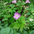 Wild Geranium Bare Roots - 3 Geranium Maculatum Cranesbill Plants | Hardy Woodland Perennial